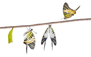 Beş swordtail kelebek ömrü bar izole