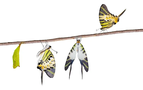 Ciclo de vida da borboleta de cauda de espada de cinco bar isolado — Fotografia de Stock