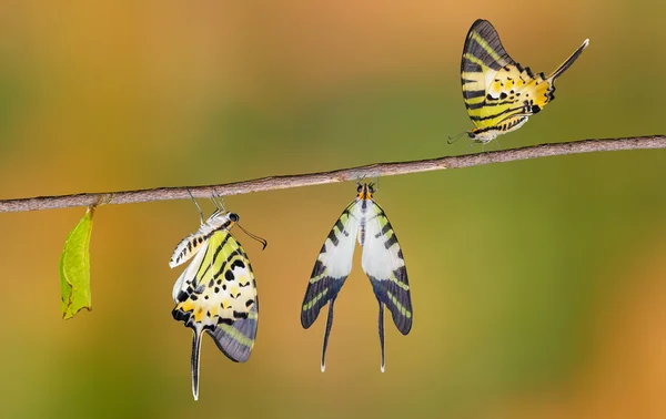 Ciclo de vida da borboleta de cauda de espada de cinco bar — Fotografia de Stock