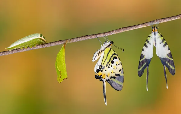 Vijf bar swordtail butterfly leven cycle — Stockfoto