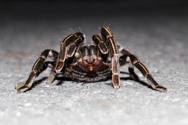 Tay zebra taruntula (Haplopelma albostriatum yakın çekim)