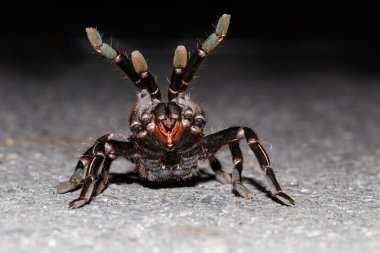 Tay zebra taruntula (Haplopelma albostriatum yakın çekim)