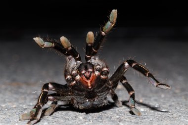 Tay zebra taruntula (Haplopelma albostriatum yakın çekim)