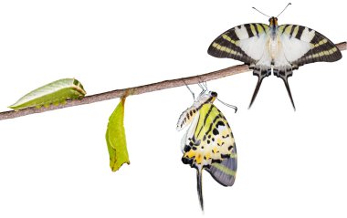 Isoalted beş bar swordtail kelebek ömrü