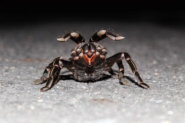 Primer plano de la taruntula de cebra tailandesa (Haplopelma albostriatum ) — Foto de Stock