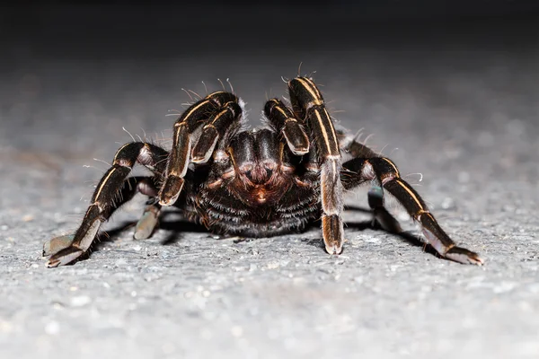 Close up of Thai zebra taruntula (Haplopelma albostriatum) — Stock Photo, Image