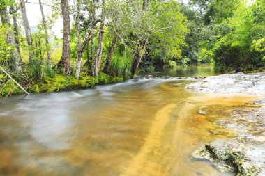 Yosunlu ormanda çalışan su akışı
