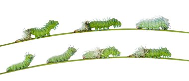 Isolated molting caterpillar of Atlas butterfly clipart