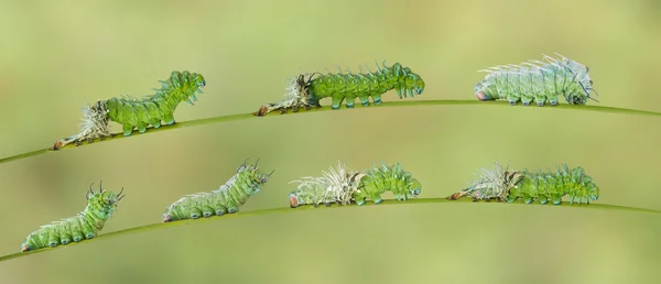 Линьки caterpillar Атлас метелик — стокове фото