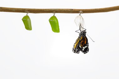 Dal üzerinde asılı pupa çıkan ortak kaplan kelebek