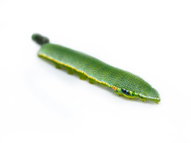 Caterpillar büyük portakal uç kelebek