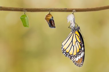 Common tiger butterfly emerging from pupa hanging on twig clipart