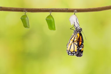 Dal üzerinde asılı pupa çıkan ortak kaplan kelebek