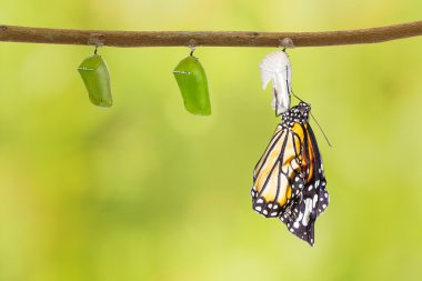 Dal üzerinde asılı pupa çıkan ortak kaplan kelebek