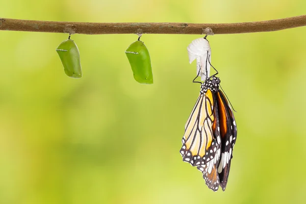 Common tiger butterfly emerging from pupa hanging on twig — Stock Photo, Image