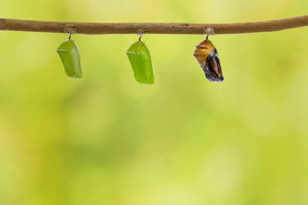 Mariposa tigre común emergiendo de la pupa colgando de la ramita — Foto de Stock