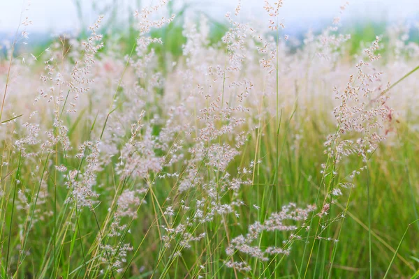 Close up of poaceae grass flower — Stock Photo, Image