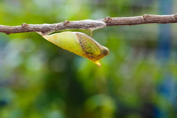 Starší kukly sledoval jay Butterfly — Stock fotografie