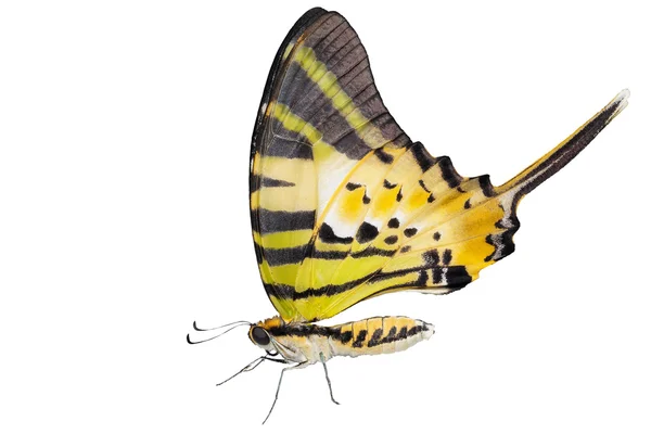 Beş bar kelebeği beyaz izole — Stok fotoğraf