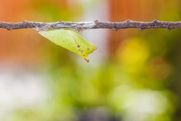 Crisálida de la mariposa de la mermelada cola — Foto de Stock