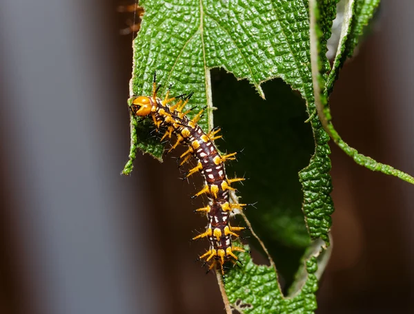 Rups van de gele coster vlinder rustend op blad — Stockfoto