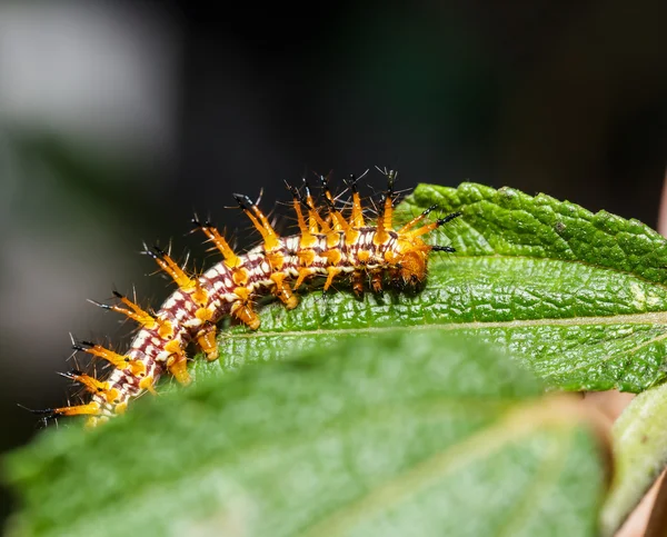 Caterpillar of yellow coster butterfly resting on leaf — Stock Photo, Image