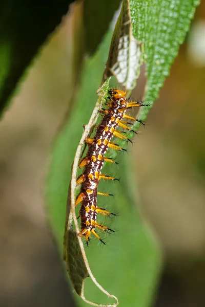 Raupe des gelben Coster-Schmetterlings ruht auf Blatt — Stockfoto