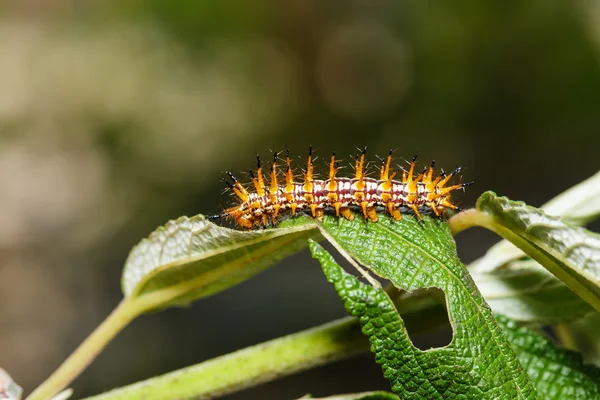 Bruco di farfalla gialla costosa appoggiata sulla foglia — Foto Stock