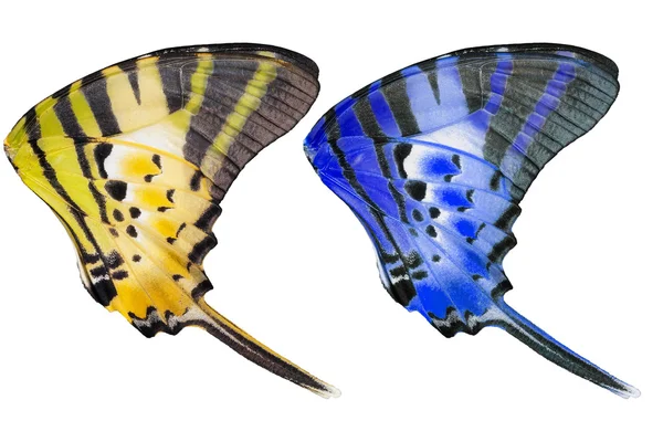 Geïsoleerde textuur van vijf bar vlinder op wit — Stockfoto