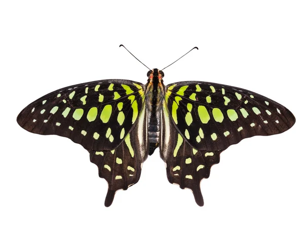 Isolated top view of tailed jay butterfly on white — Stock Photo, Image