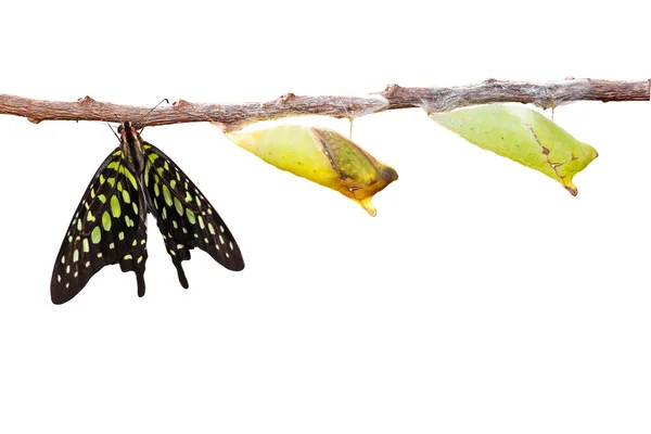 Geïsoleerde staart jay butterfly met chrysalis en vervallen op wit — Stockfoto