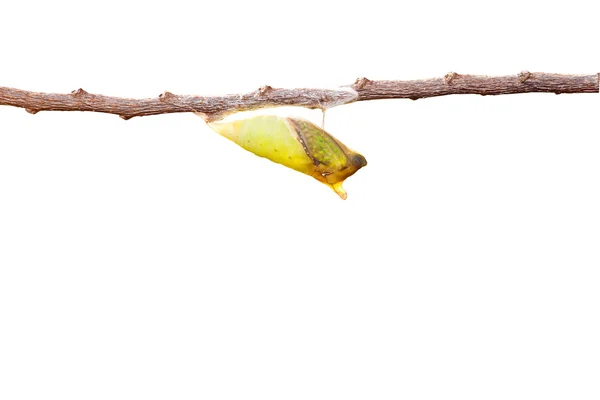 孤立成熟蝶蛹与嫩枝在 w 尾的周杰伦蝴蝶 — 图库照片