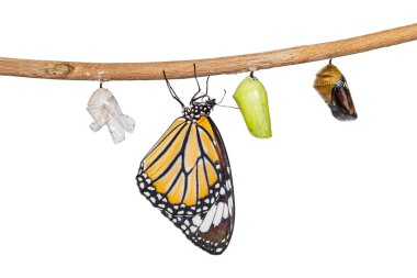 Tw üzerinde asılı pupa çıkan izole ortak kaplan kelebek