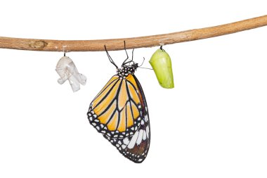 Tw üzerinde asılı pupa çıkan izole ortak kaplan kelebek