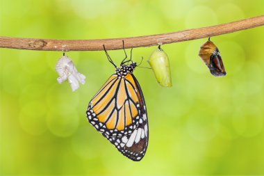 Common tiger butterfly emerging from pupa hanging on twig clipart