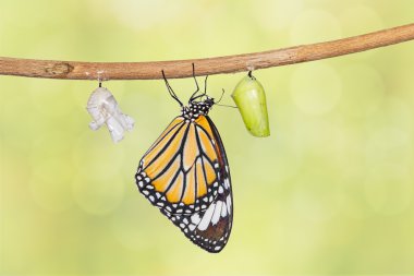 Dal üzerinde asılı pupa çıkan ortak kaplan kelebek