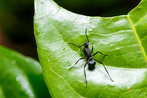 Black ant on leaf — Stock Photo, Image