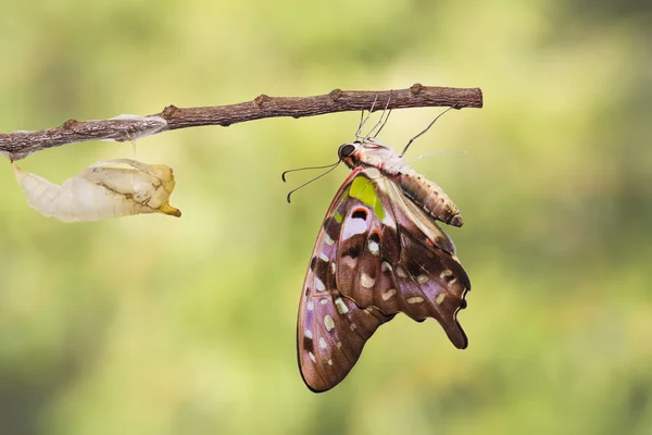 Borboleta jay cauda com casca de crisálida — Fotografia de Stock