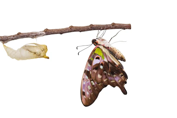 Geïsoleerde staart jay butterfly met chrysalis en vervallen op wit — Stockfoto