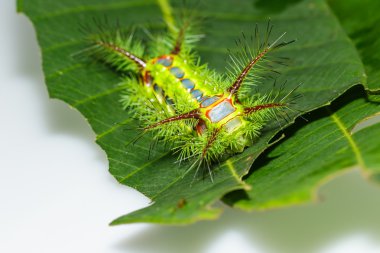 Isırgan otu slug caterpillar, phocoderma velutina güve
