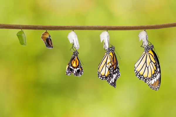 Transformation of common tiger butterfly emerging from cocoon — Stock Photo, Image