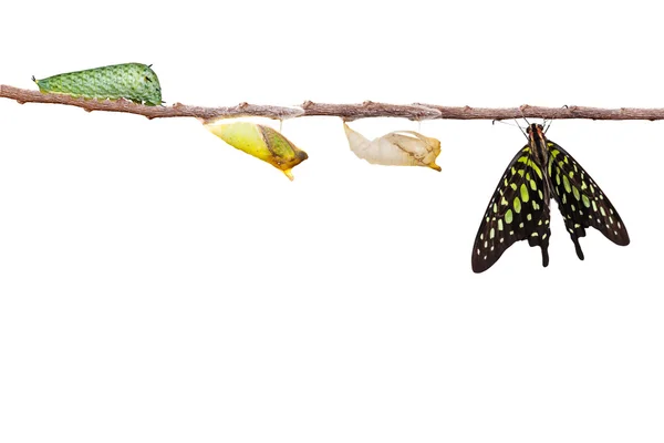 Mariposa de jay de cola aislada con crisálida y oruga en — Foto de Stock