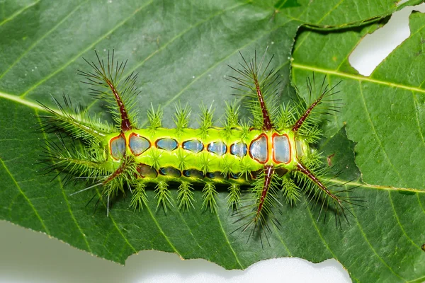Stinging nettle slug caterpillar , phocoderma velutina moth — Stock Photo, Image
