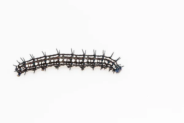 Caterpillar van Herfstblad vlinder (Doleschallia bisaltide) — Stockfoto