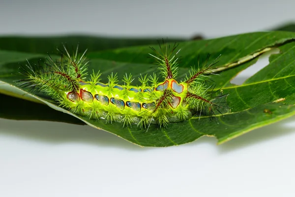 Stinging nettle slug caterpillar , phocoderma velutina moth — Stock Photo, Image