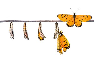 Tırtıl gelen sarımsı kahverengi Coster Dönüştür'butterf yaşam döngüsü