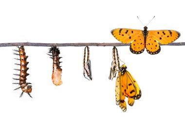 Tırtıl gelen sarımsı kahverengi Coster Dönüştür'butterf yaşam döngüsü