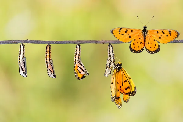 Cykl życia Tawny Coster transformacji firmy caterpillar do butterf — Zdjęcie stockowe