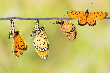 Transfromation sarımsı kahverengi Coster kelebek
