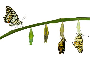 Isolated transformation of Lime Butterfly on white clipart